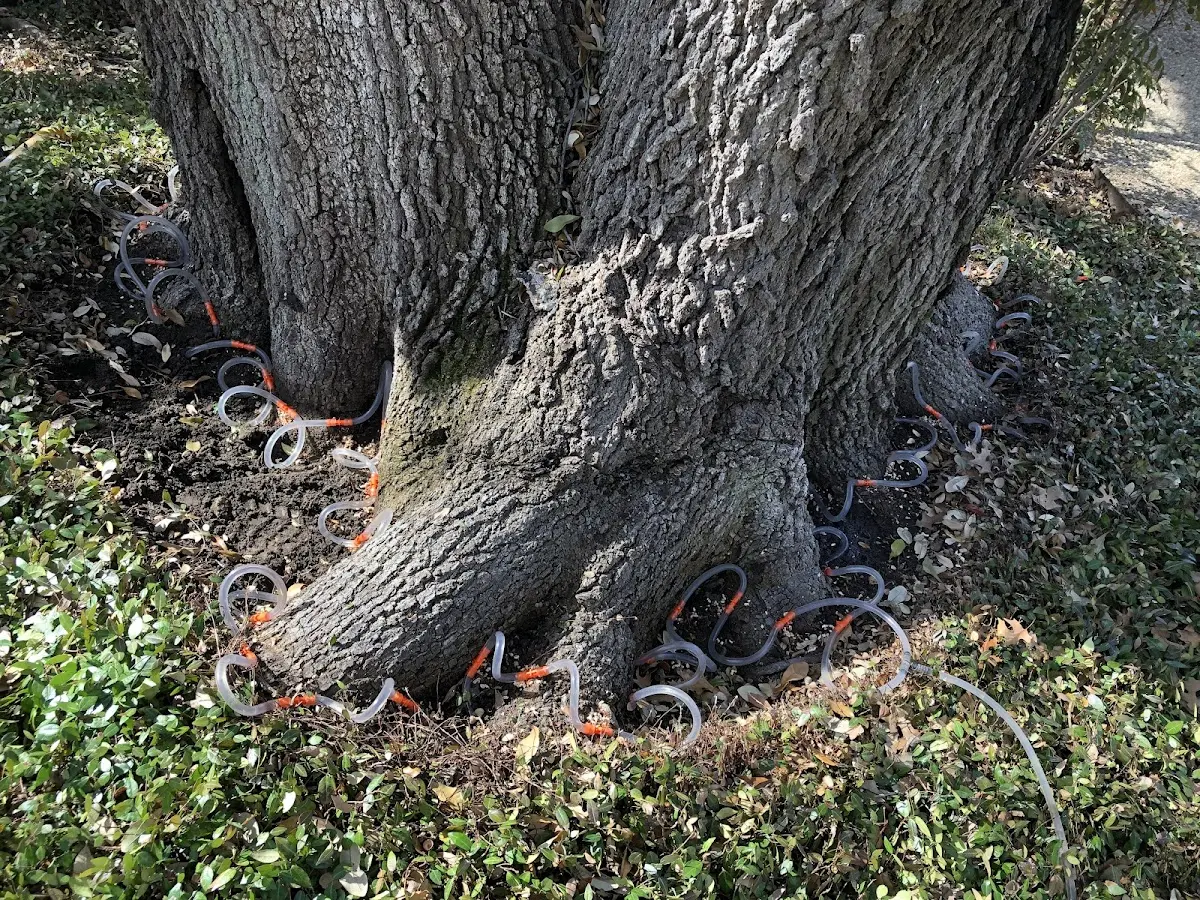 Detailed Tree Cabling and Bracing job site in Baldwin Park