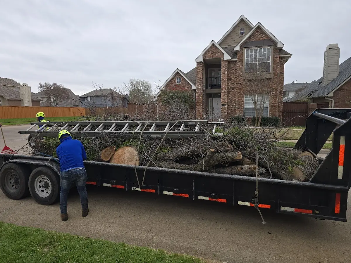Expert Tree Fertilization with proper safety equipment in Baldwin Park